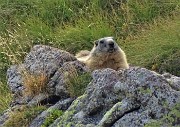 87 Una marmotta ci osserva